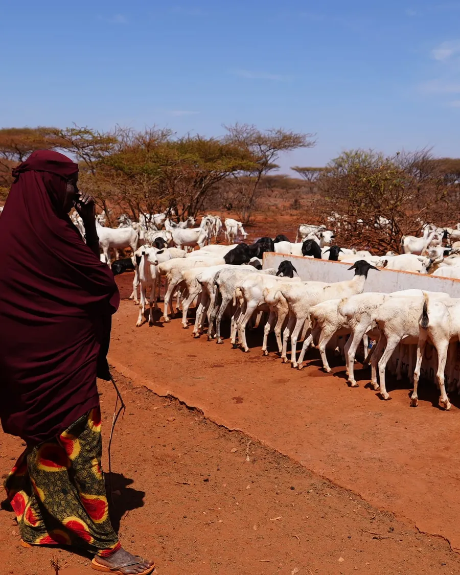 A pastoralist herder with livestock at a rural water point in Somalia