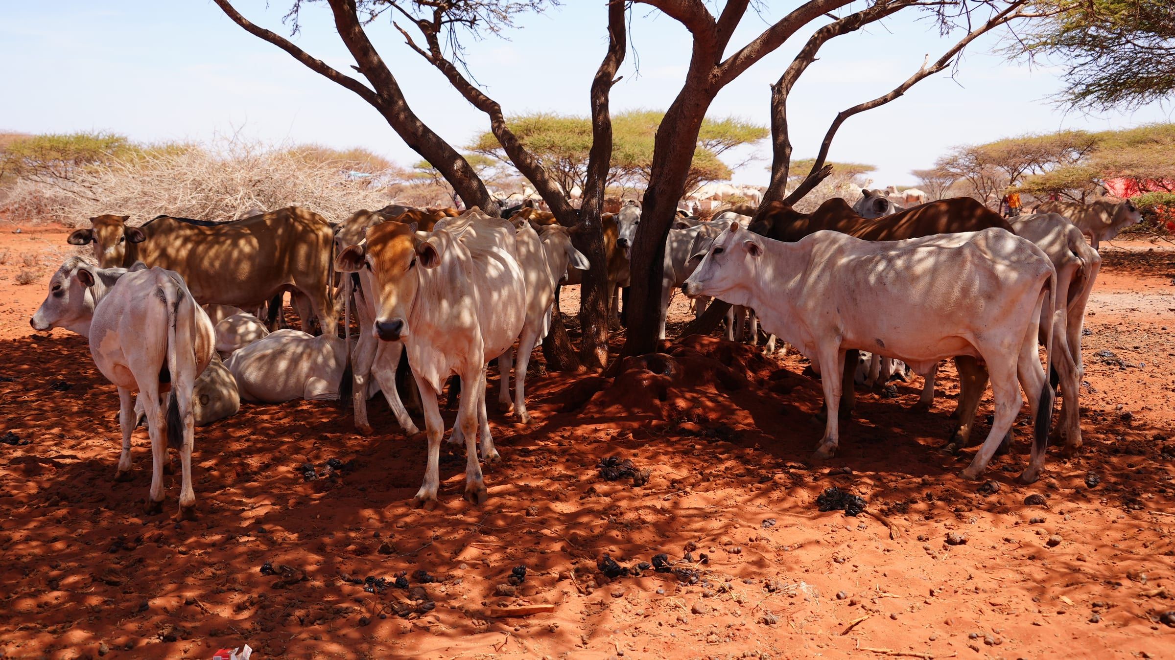Livestock sheltering under trees on rural grazing land in Somalia